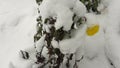 The first snow fell on a yellow flower Royalty Free Stock Photo