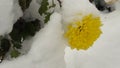 The first snow fell on a yellow flower Royalty Free Stock Photo