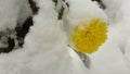 The first snow fell on a yellow flower Royalty Free Stock Photo