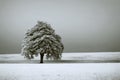 first snow in the field with lone tree. AI generated Royalty Free Stock Photo