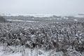 First snow on a field with unmown sunflowers Royalty Free Stock Photo