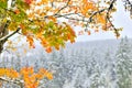 First snow Royalty Free Stock Photo