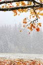 First snow Royalty Free Stock Photo