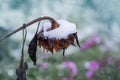 The first snow on a frozen sunflower Royalty Free Stock Photo