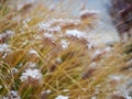 first snow on grass spikes Royalty Free Stock Photo