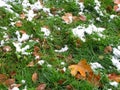 First snow on green grass Royalty Free Stock Photo