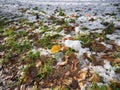 The first snow on a green lawn covered with colorful autumn fallen leaves close-up. Royalty Free Stock Photo