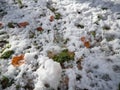 The first snow on a green lawn covered with colorful autumn fallen leaves close-up. Royalty Free Stock Photo