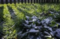 The first snow on the green leaves of the grass in the rays of the sun Royalty Free Stock Photo