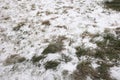 first snow Royalty Free Stock Photo
