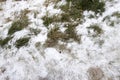 first snow Royalty Free Stock Photo