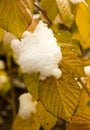 Snow on the yellow leaves of the raspberry bush Royalty Free Stock Photo