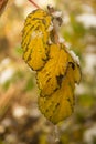 Snow on the yellow leaves of the raspberry bush Royalty Free Stock Photo