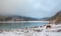 Snow, horses, grass, mountain foot, Altai, Mount Belukha