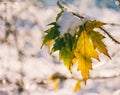 The first snow on the last maple leaves in the autumn morning Royalty Free Stock Photo