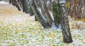 The first snow, late autumn, autumn leaves on the snow. snowfall, snow, fall of snow, scurry Royalty Free Stock Photo