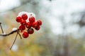 A bunch of bright red mountain ash covered with fluffy snow Royalty Free Stock Photo