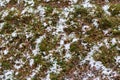 First snow laying over green grass and autumnal leaves