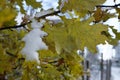 the first snow lies on an oak branch Royalty Free Stock Photo
