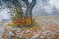 First snow on the mountain forest. Old beech tree on the mountain valley Royalty Free Stock Photo