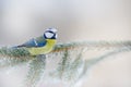 First snow in nature. Snow winter with cute songbird. Bird Blue Tit in forest, snowflakes and nice lichen branch. Wildlife scene Royalty Free Stock Photo