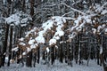 The first snow in November fell on oak leaves Royalty Free Stock Photo