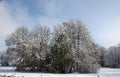 First snow in November on tree branches Royalty Free Stock Photo