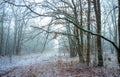 First snow in the oak grove Royalty Free Stock Photo