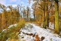 First snow in the oak grove in the Park Royalty Free Stock Photo
