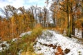 First snow in the oak grove in the Park Royalty Free Stock Photo