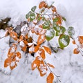 First snow in the park.