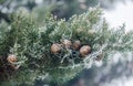 The first snow in the plains of Vojvodina. Novi Sad  Serbia Royalty Free Stock Photo