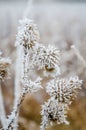 The first snow in the plains of Vojvodina. Novi Sad  Serbia Royalty Free Stock Photo