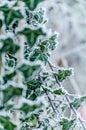 The first snow in the plains of Vojvodina. Novi Sad  Serbia Royalty Free Stock Photo