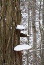 First snow on shelf fungus