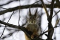 Portrait of a squirrel on a branch Royalty Free Stock Photo