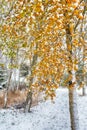 First snow storm in october Royalty Free Stock Photo