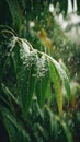 First Snow on Tender Mango leaf Royalty Free Stock Photo