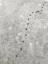 On the first snow there are footprints of a large bird Royalty Free Stock Photo