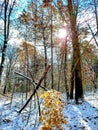 First snow of winter blanketing the forrest. Royalty Free Stock Photo