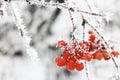 Winter Frozen Viburnum Under Snow. First snow Royalty Free Stock Photo