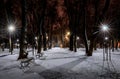 The first snow in the winter night park with trees, lanterns and benches Royalty Free Stock Photo