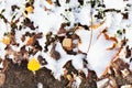 The first snow on yellow fallen leaves on ground Royalty Free Stock Photo