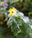 First snow on a yellow flower Royalty Free Stock Photo