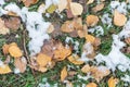 First snow and yellow foliage on green grass background Royalty Free Stock Photo