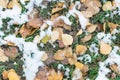 First snow and yellow foliage on green grass background Royalty Free Stock Photo