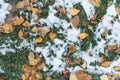 First snow and yellow foliage on green grass background Royalty Free Stock Photo