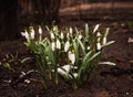 The first snowdrops appeared from under the snow Royalty Free Stock Photo