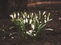 The first snowdrops appeared from under the snow,retro, vintage