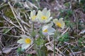 The first snowdrops. Royalty Free Stock Photo